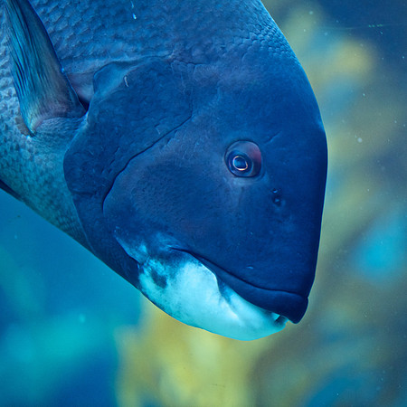 Scripps Aquarium (3)