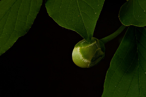 Stewartia pseudocamellia (1)
