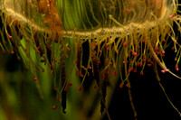 Flower Hat Jelly (3)