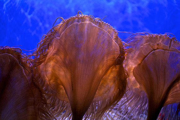 Fore Reef Anemone