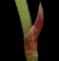 Ludisia Discolor stem and leaf
