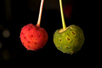 Dogwood Fruits