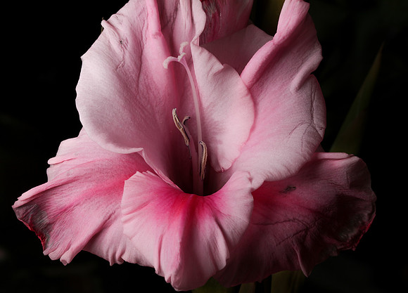 Gladiola