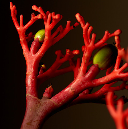 jatropha multifida