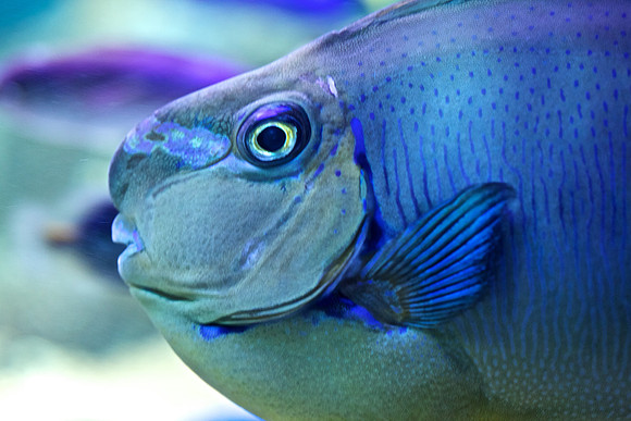 Surgeonfish