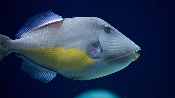 Orangeside triggerfish sufflamen verres