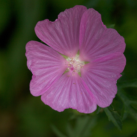 Hollyhock Mallow