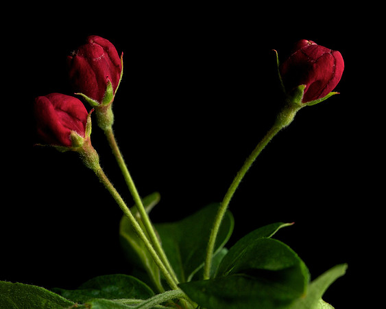 Crabapple Buds