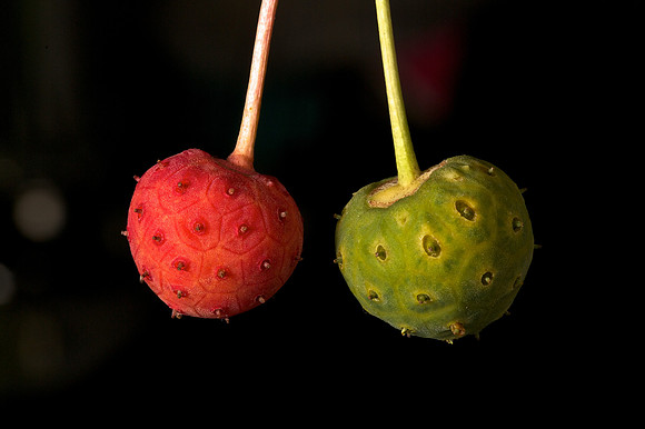 Dogwood Fruits
