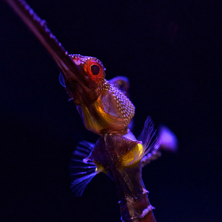 Weedy Seadragon - Phyllopteryx taeniolatus  (5)