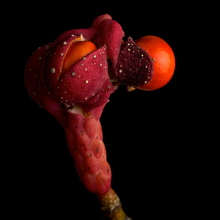 Magnolia_Fruit