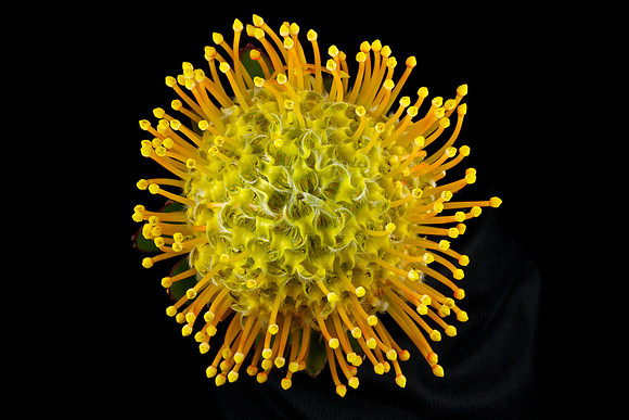 Protea (4)