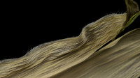 Husk II