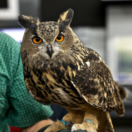 Eurasian Eagle Owl