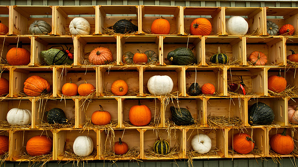 Russell's Pumpkin Art