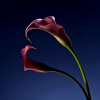 Double Calla Lily