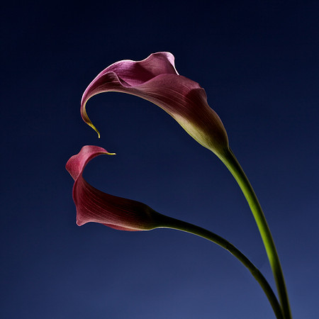Double Calla Lily