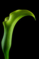 Green Calla