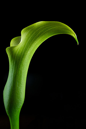 Green Calla