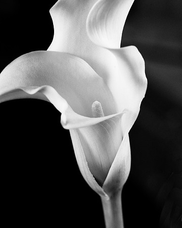 Calla ala Mapplethorpe