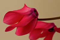Cyclamen