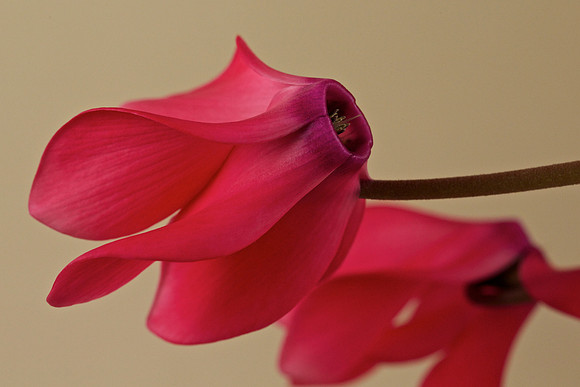 Cyclamen