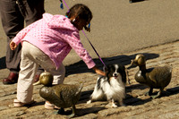 Izzy visits Ducklings