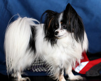 Fancy Dog