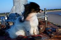 Izzy at Indian Neck