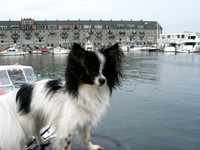 Izzy Visits Boston Harbor