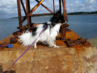 Braced for Wind