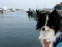 Izzy at Atlantic Ocean