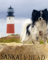 Sankaty Head