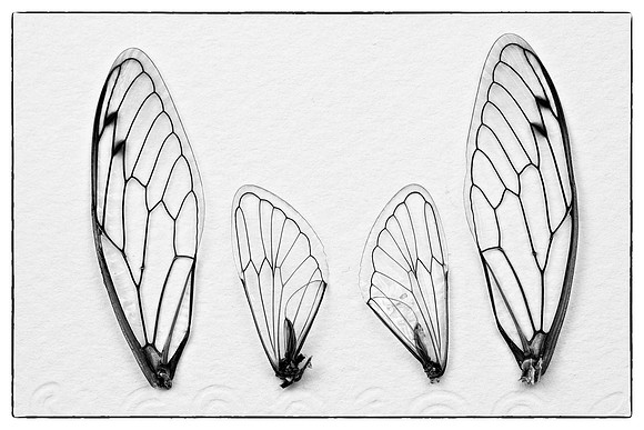 Cicada Wings