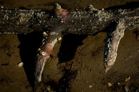 Oyster Farming-13