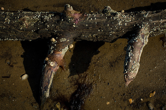 Oyster Farming-13