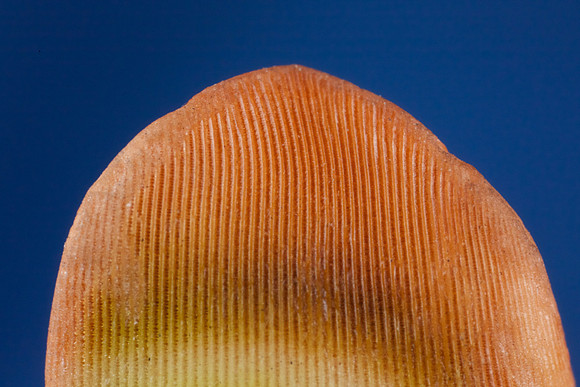 Sea Urchin Spine
