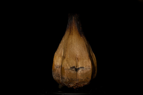 Seed Pod (2)
