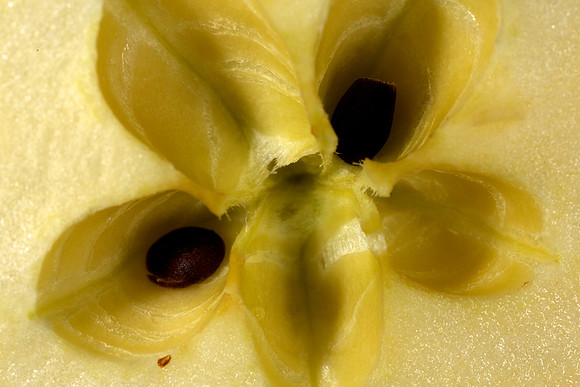 Gala Apple