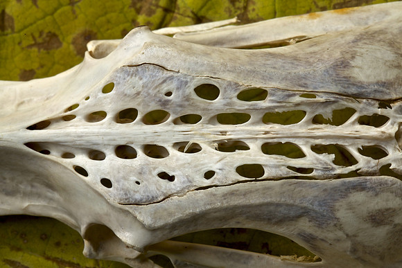 Gull Pelvis/Synsacrum