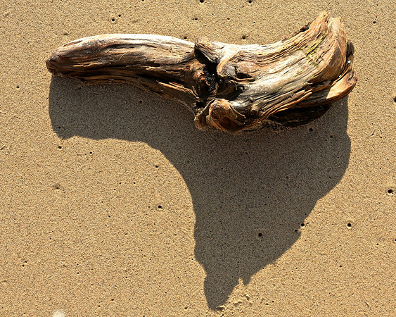 Morning Driftwood