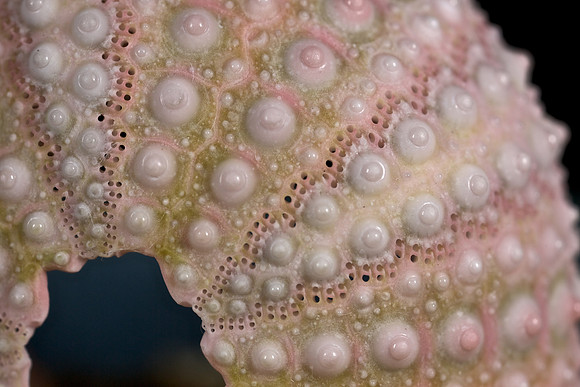 Sea Urchin (3)