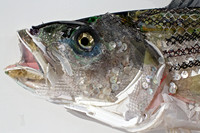 Striper Head