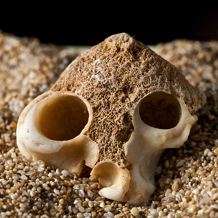 Shell piece (1)