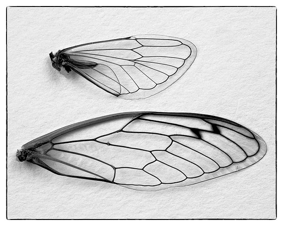 Cicada Wings