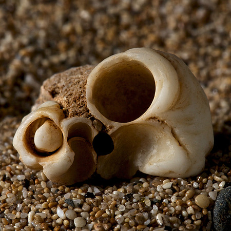 Shell piece (2)