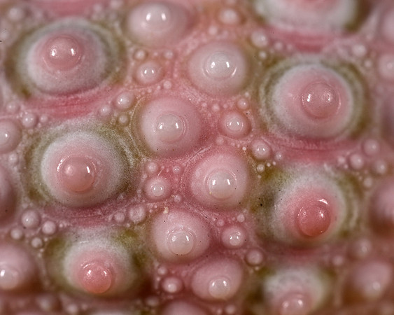 Sea Urchin (1)
