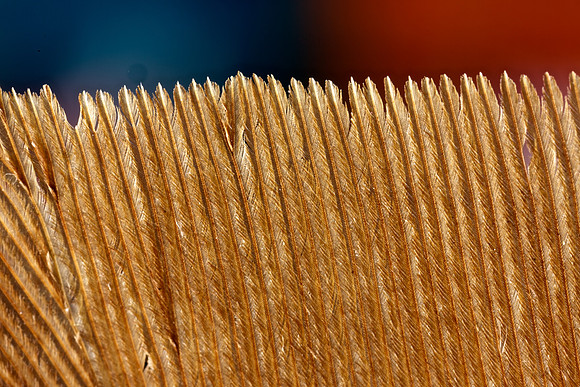 Turkey Feather Tip