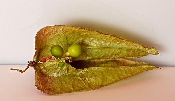 Koelreuteria paniculata