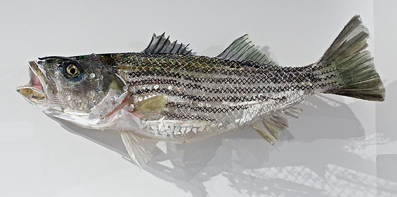Deininger's Striper